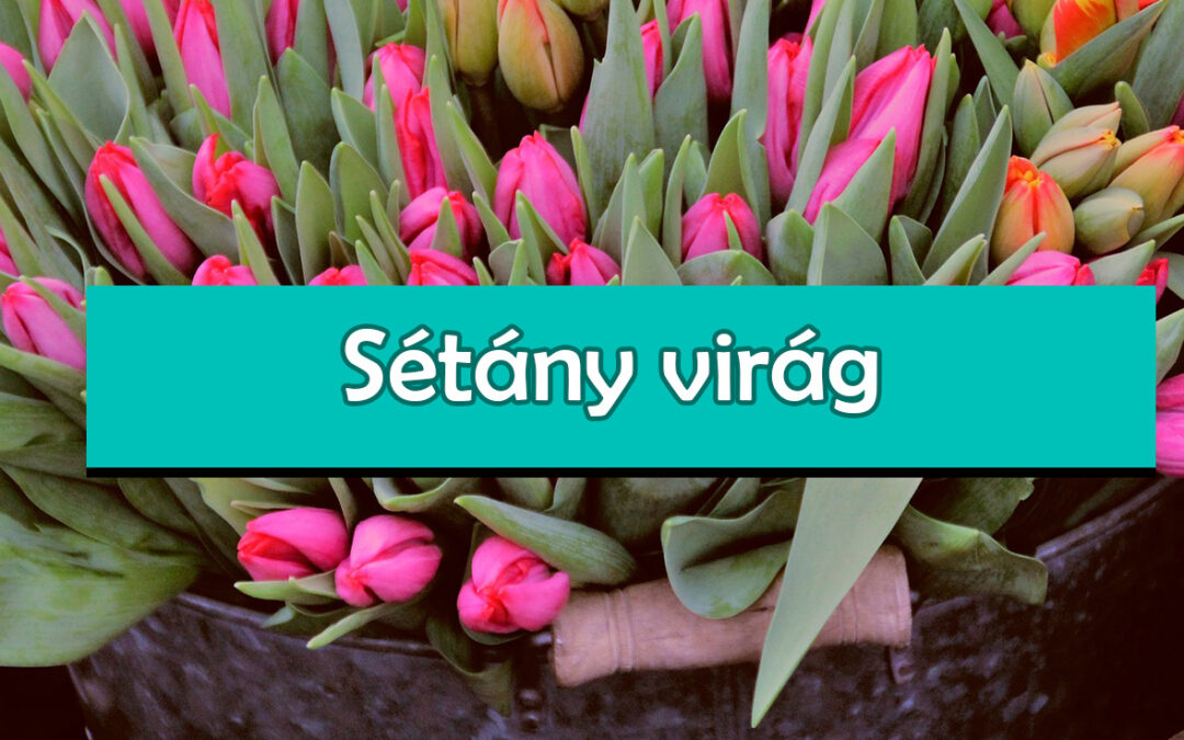 Sétány virág