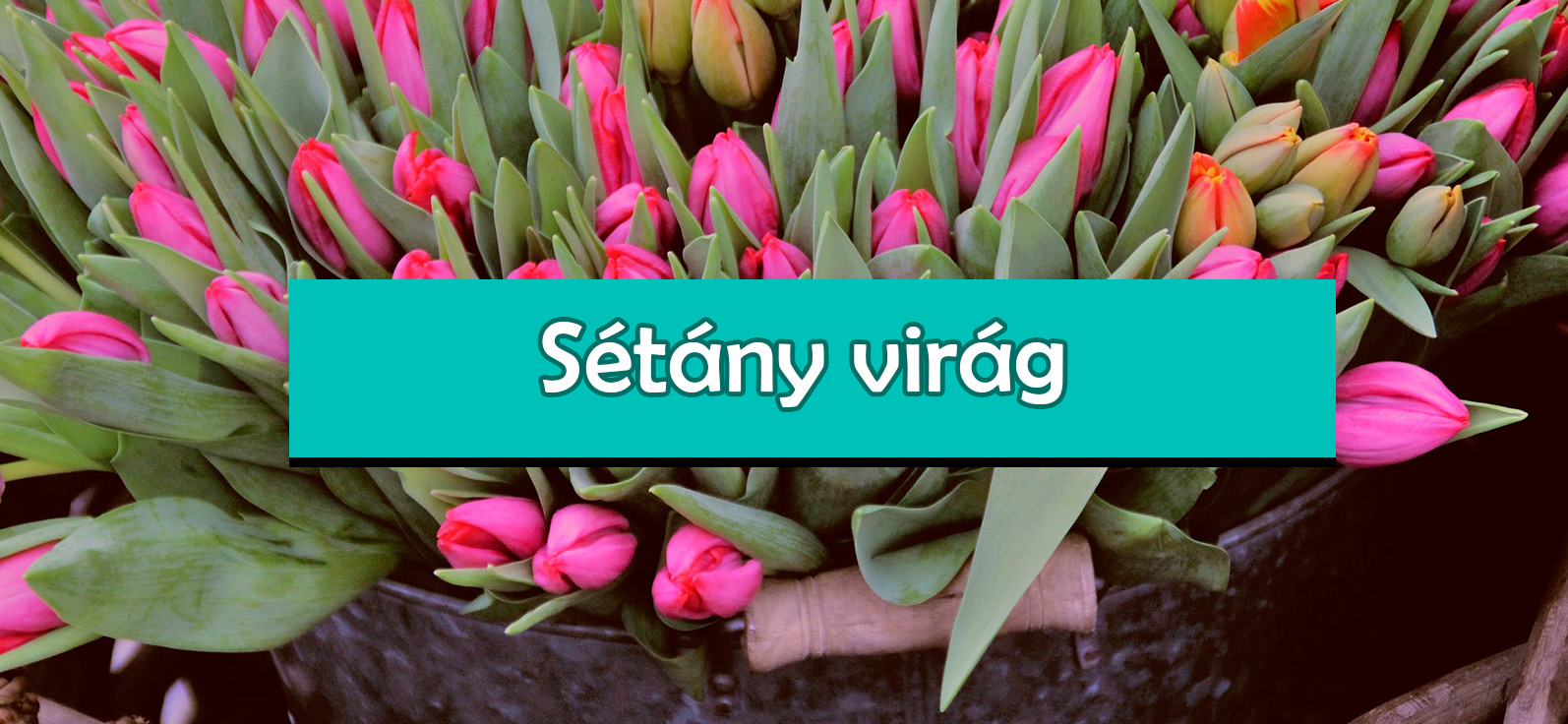 Sétány virág